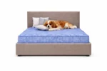 Signature Plain Luxury Pet Divan Bed with Headboard